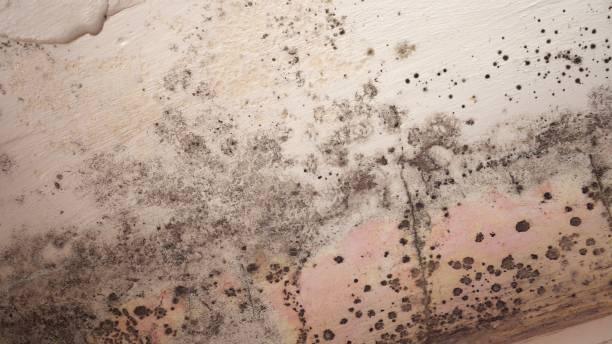 Mold Remediation for Specific Building Types